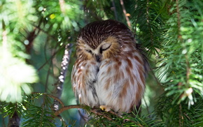 nature, animals, owl, tree