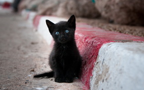 alone, street, animals