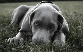 Weimaraner, dog, blue eyes