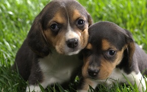 puppies, Beagles
