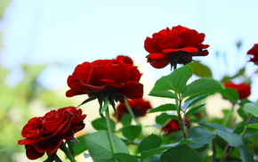 flowers, roses