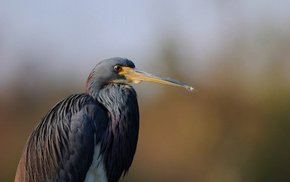 minimalism, bird, background