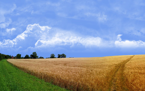 nature, grass, field