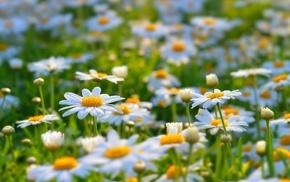 daisies, flowers, nature, white flowers