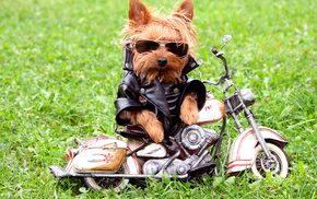 jacket, dog, glasses, motorcycle, grass