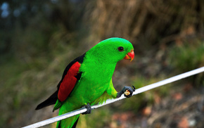 background, bird, animals, green