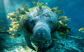 animals