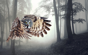 owl, animals, forest