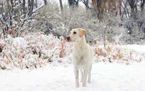 animals, dog, winter