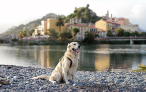 river, dog, city, animals