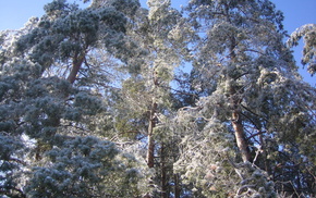 winter, pine trees