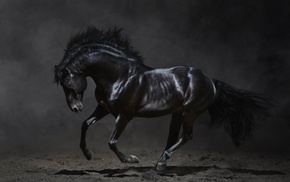background, horse, animals
