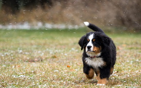 dog, snow, field, animals