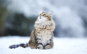 looking up, snow, cat, animals