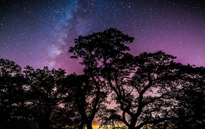 trees, stars, galaxy