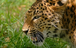 leopard, predator, grass, muzzle, photo