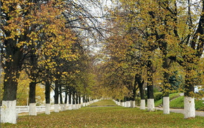 autumn, trees, park, nature