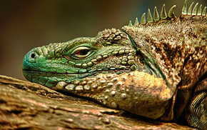 HDR, animals
