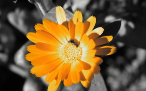 yellow, flower, flowers