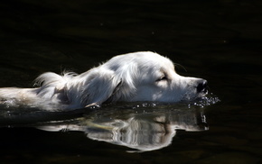 animals, water, dog