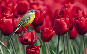 animals, flowers, tulips