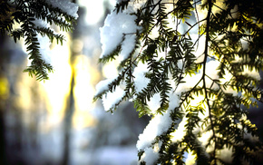 fir-tree, Sun, winter, snow, nature