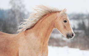 2014, horse, snow, animals