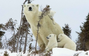 animals
