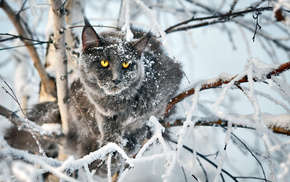 tree, winter, stunner