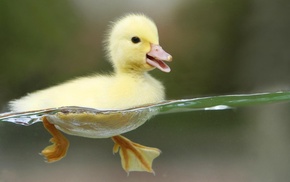 animals, water