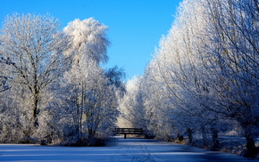 forest, pond, winter