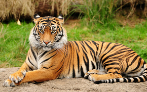 animals, tiger