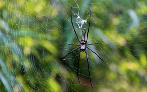 macro