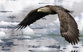 snow, ice, bird, river, eagle