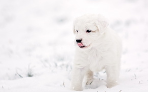 animals, puppy, white, winter, dog