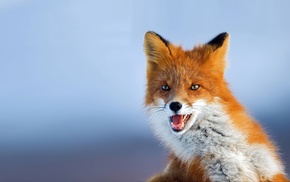 fox, animals