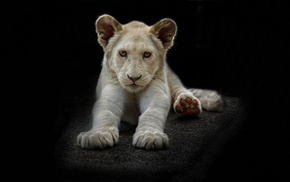 animals