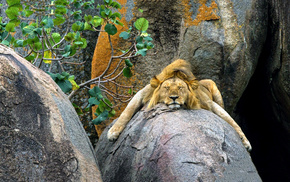 rocks, lion, animals