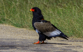 eagle, animals