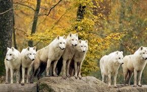 nature, animals