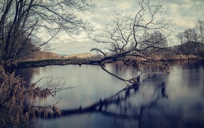 landscape, lake, trees, winter, nature