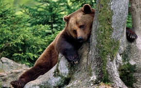 bears, animals, nature, Russia