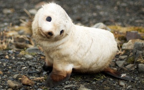 animals, nature