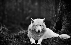 animals, wolf