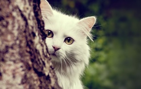 cat, nature, Maine Coon, animals