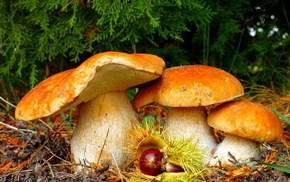 mushroom, photo, nature, white
