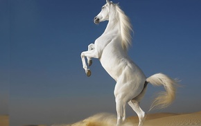 animals, sky, sand, white