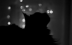 silhouette, animals, cat, bokeh, night