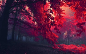 red, forest, dark