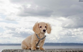 clouds, coast, animals, sky, sea